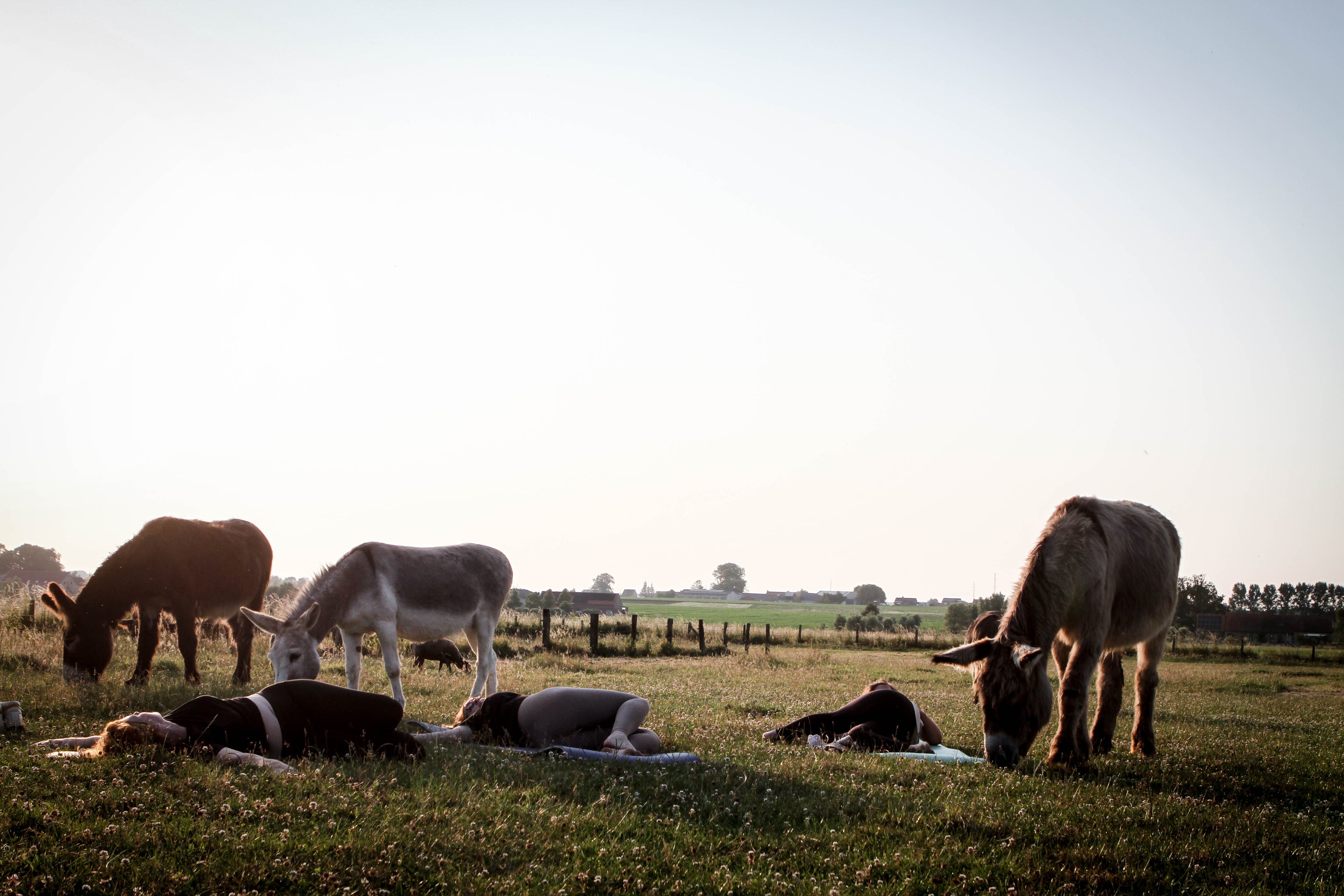 Landen tussen de ezels