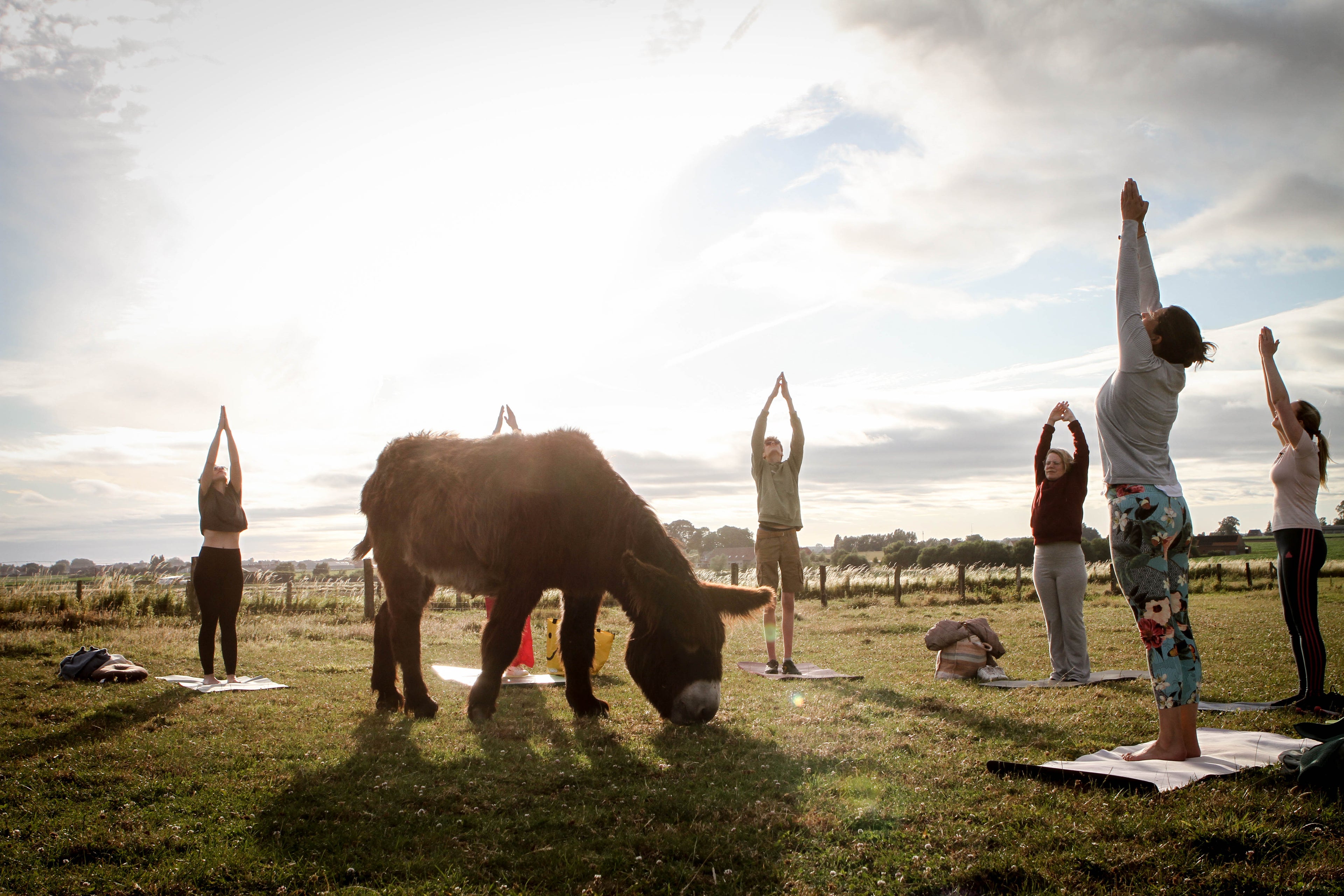 Landen tussen de ezels